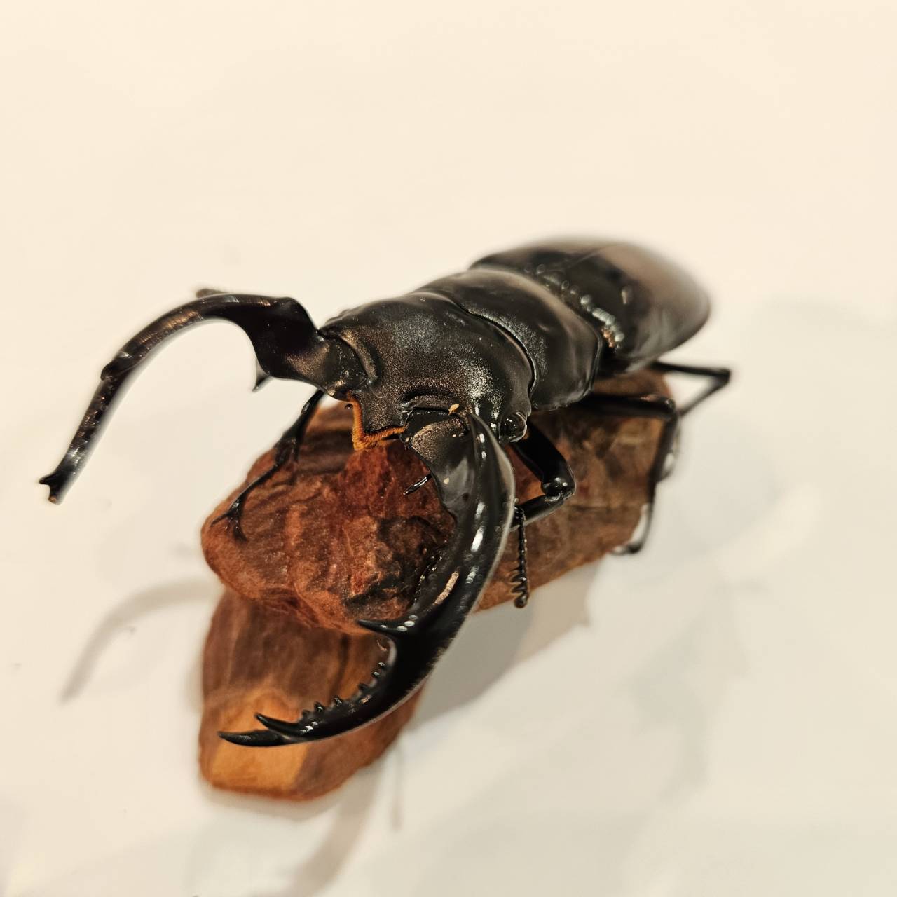 ウエストウッデイオオシカクワガタ