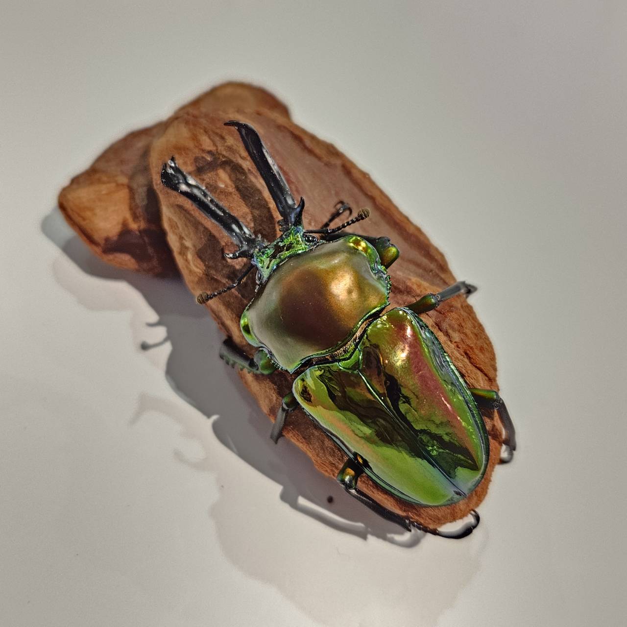 ニジイロクワガタ