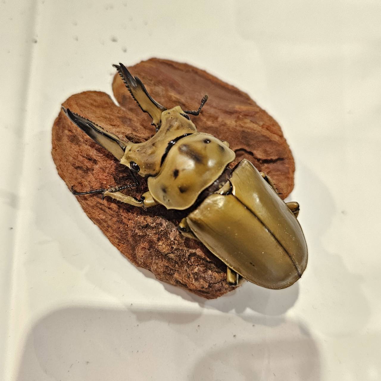 ババオウゴンオニクワガタ